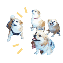 Pekishiba party3 animation sticker