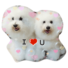 比熊犬-正妹與蘿莉的小日子