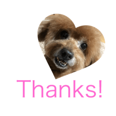 Everyday with my toypoodle2