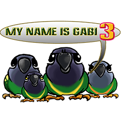 parrot name is Gabi&three birds 3