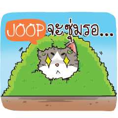 JOOP cheeky cat e