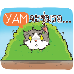 YAM cheeky cat e