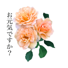 yasuおばさんの薔薇のささやき