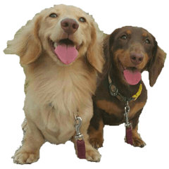 Two long-haired dachshunds - Yang & Fei