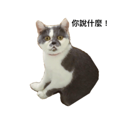 貓咪日誌