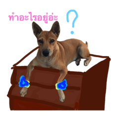 The little dog that like to asking you