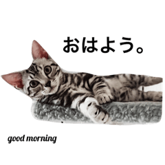 American Shorthair Cat Stamp