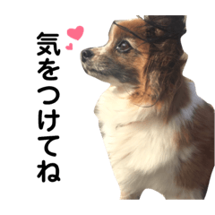 Lovely Papillon, LOVE