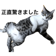 Japanese cat HUKU-Chan