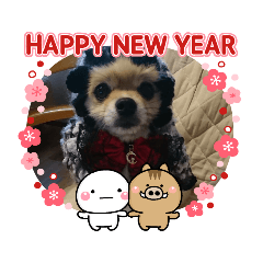 Pomeranian Sachiko New Year's Stamp 2019