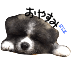 akitadog!6rou!