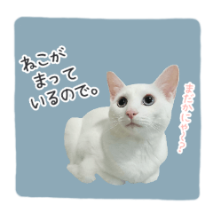 White cat Haku's Sticker