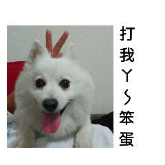 我的可愛狐狸犬妮-妮妮