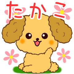Only for Toy Poodle everyday Takako