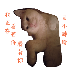 貪吃貓咪咪