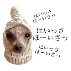 alpaca dog Tsunayoshi