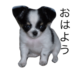 Chihuahua no torachan