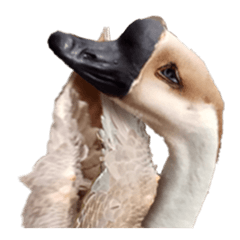 Charming goose