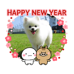 Pomeranian Jun's New Year's Stamp 2019