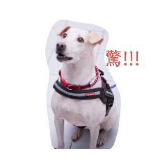 日常對話用語