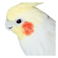 Cockatiel Fukuchan