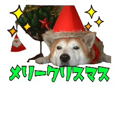柴犬とトイプードルのクリスマス&お正月