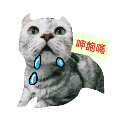 歐巴短腿貓咪