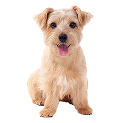 Norfolk Terrier Dog "Biscuit"
