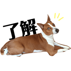 basenji&shiba&toypoo