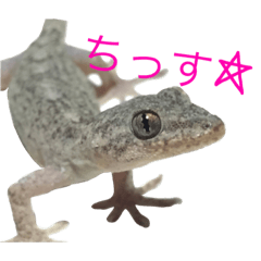 Gecko stamp2 -girly-