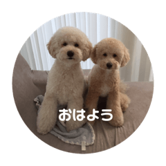 Australian labradoodles