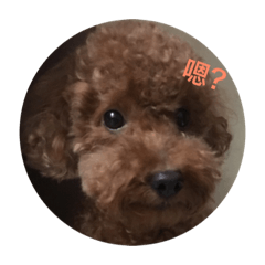 LuLu之大頭貼