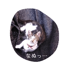 yuumi_20181118191845