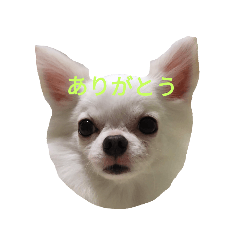 Chihuahua called Boku....