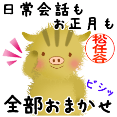 Soft and fluffy wild boar for Matsutoya