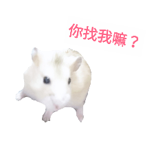 任性小老鼠