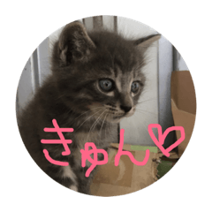 Lucy_Neko