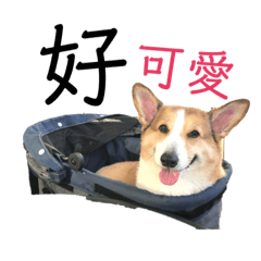 柯基麻糬的實用用語