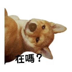 柴犬嚕寶日常!