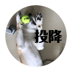 阿柴咪嚕