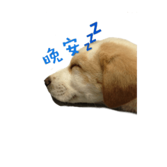 小白小姐