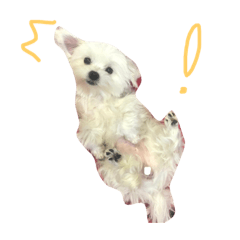 汪糖糖
