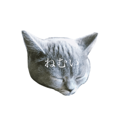 aoi_cat
