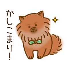 Shimeji is a Pomeranian.