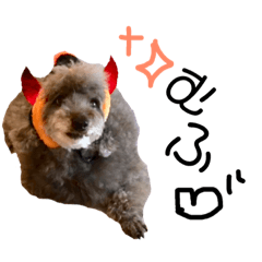 Toy poodle Silvy(Brown)