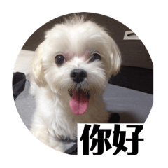 毛弟毛毛