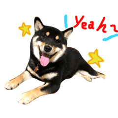 goma_shiba2