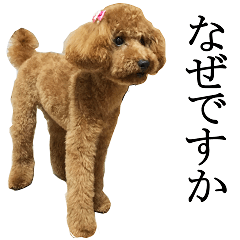 Pretty ToyPoodle PON