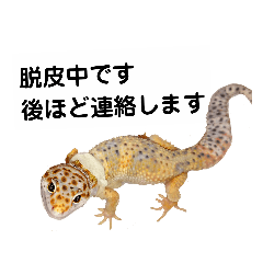 Leopard Gecko001