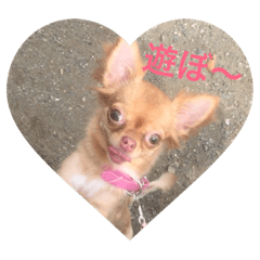 blair_Chihuahua